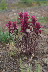 Castilleja rubra