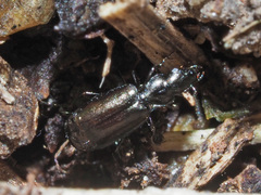 Microlestes maurus