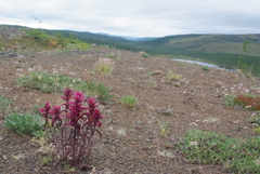Castilleja rubra