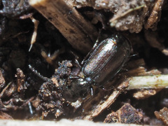 Microlestes maurus