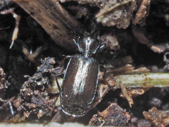 Microlestes maurus