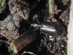 Microlestes maurus
