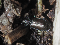 Microlestes maurus