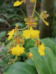 Trichocentrum lacerum