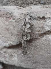 Canephora hirsuta