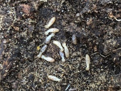 Reticulitermes lucifugus