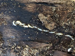 Reticulitermes lucifugus