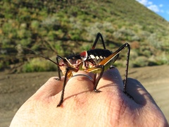 Acanthoplus longipes