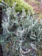 Cladonia polydactyla