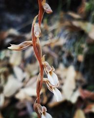 Schiedeella transversalis