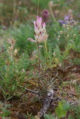 Castilleja arctica