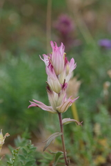 Castilleja arctica