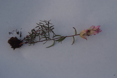 Castilleja arctica