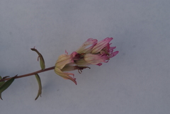 Castilleja arctica