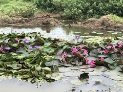Nymphaea rubra