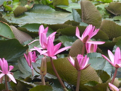 Nymphaea rubra