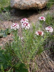 Stellera chamaejasme