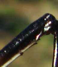 Acanthoplus longipes