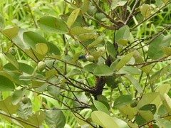 Cyanomitra verticalis