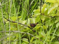 Lagonosticta rubricata