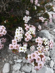 Erica fastigiata