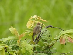 Cisticola brachypterus
