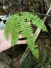 Adiantum tetraphyllum