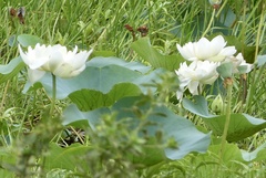 Nelumbo nucifera
