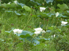 Nelumbo nucifera