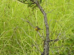 Emberiza cabanisi