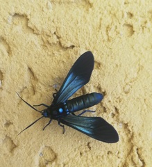 Macrocneme caerulescens