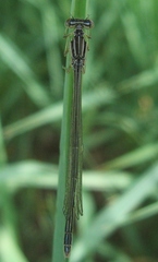 Enallagma antennatum