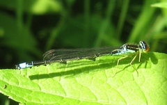 Enallagma antennatum