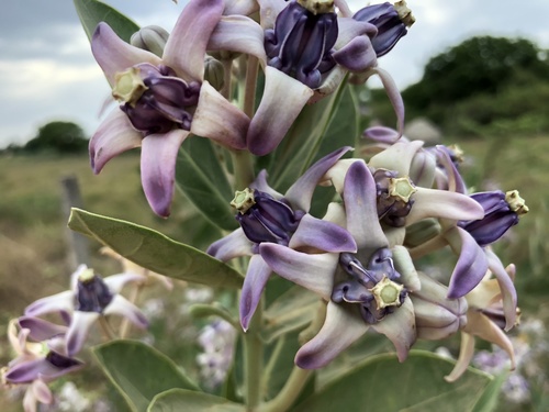Calotropis gigantea