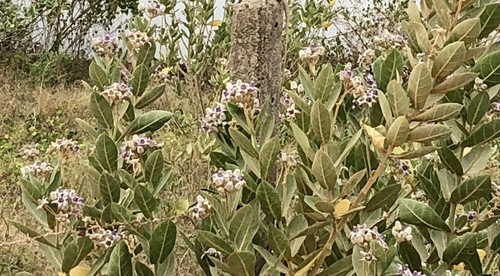 Calotropis gigantea