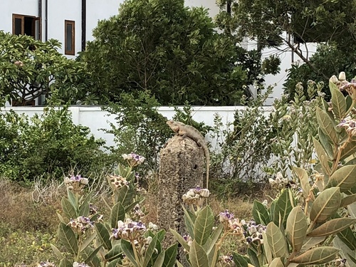 Calotropis gigantea