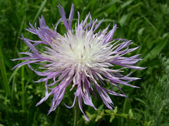 Phalacrachena inuloides
