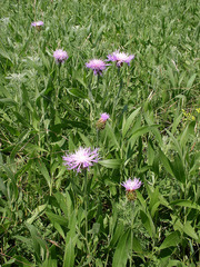 Phalacrachena inuloides