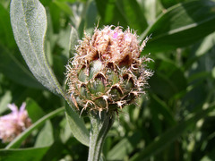 Phalacrachena inuloides