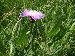 Phalacrachena inuloides