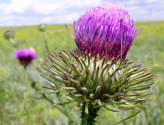 Carduus hamulosus