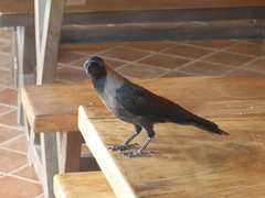 Corvus splendens