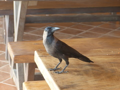 Corvus splendens