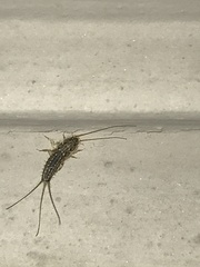 Ctenolepisma lineatum