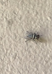 Anthomyia