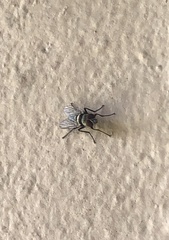 Anthomyia