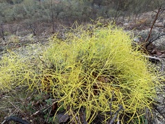 Peucedanum officinale