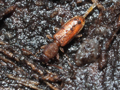 Silvanus unidentatus