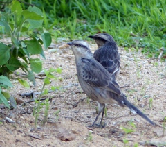 Mimus saturninus