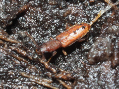 Silvanus unidentatus